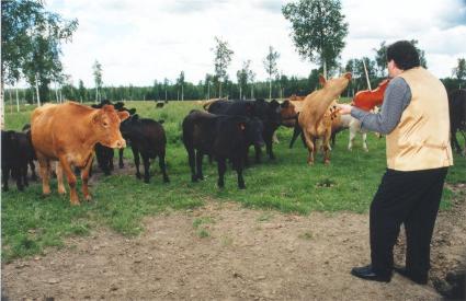 Calvin Vollrath with cows, photo by Alex Monaghan